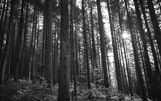 Trees in forest